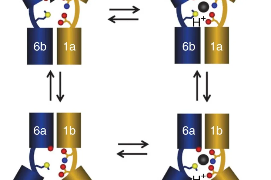 Alternative conformations of the SLC11 transporter