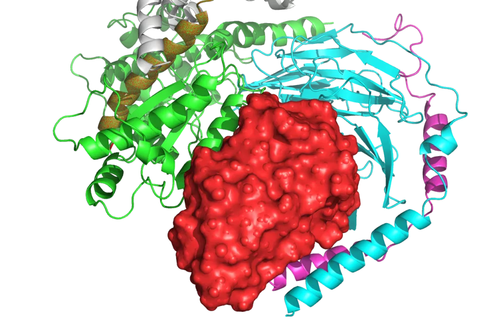 Adrenergic Receptor-Gs protein complex stabilized by Nb35