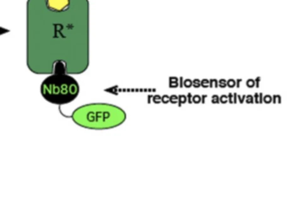Biosensor for receptor activation