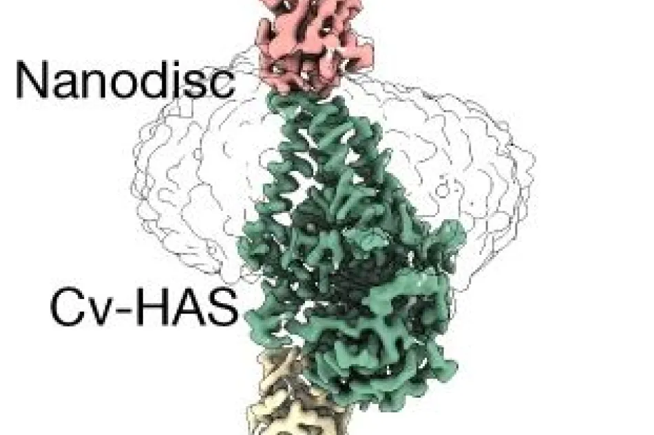 Structure of the hyaluronan sythase