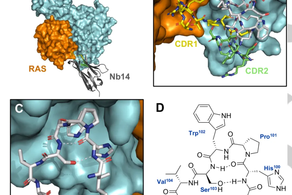 Peptide binding to the Sos-Ras complex
